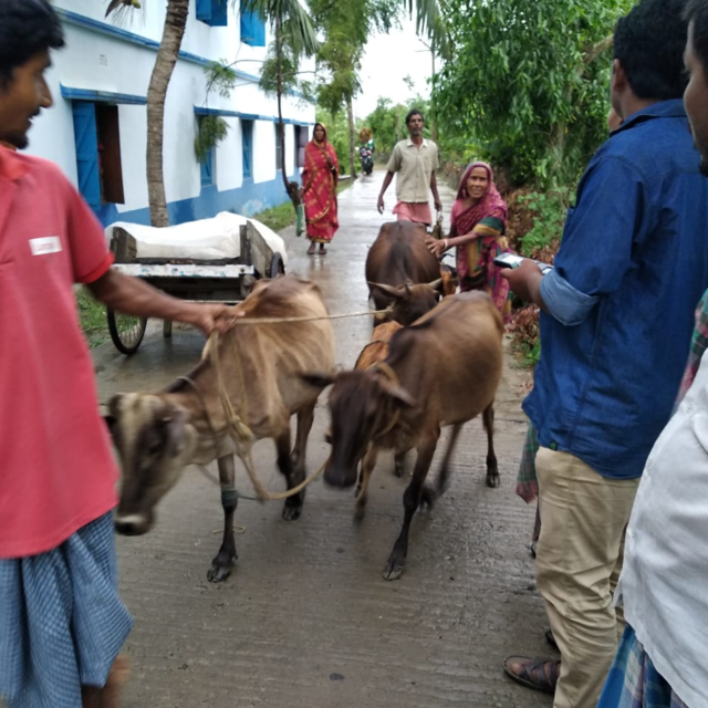 This photo shows villagers walking on the street taking their cattle with them to a safe location