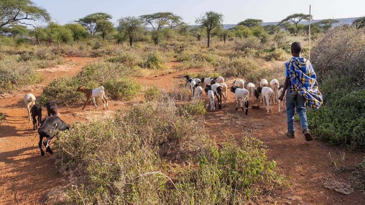 Ein Junge in Massai-Tracht geht hinter einer Schafherde.