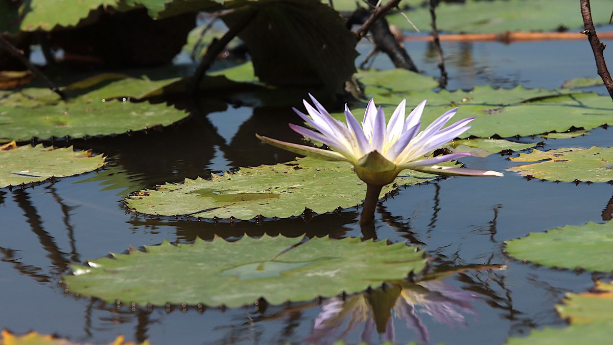 Eine weiße Seerose schwimmt auf Wasser.