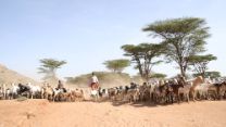 Young cattle herders and their cattle on a dusty road.