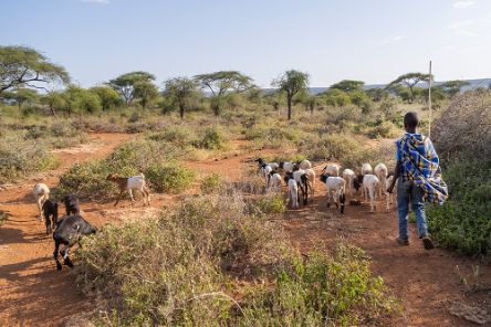 Ein Junge in Massai-Tracht geht hinter einer Schafherde.