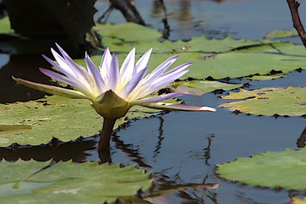 Eine weiße Seerose schwimmt auf Wasser.