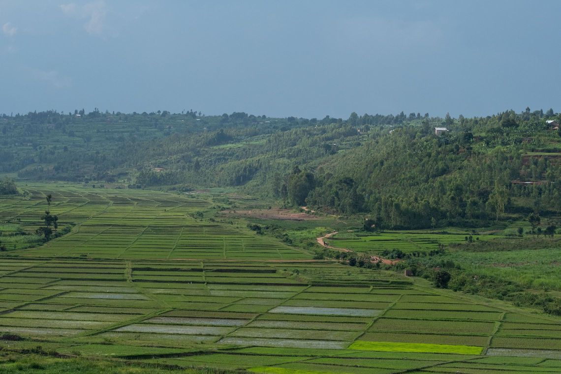A tea plantation 