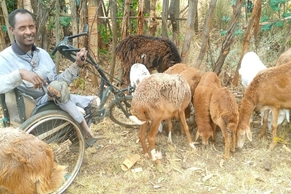 A person sitting in a handcycle wheelchair with a group of animals in a field.