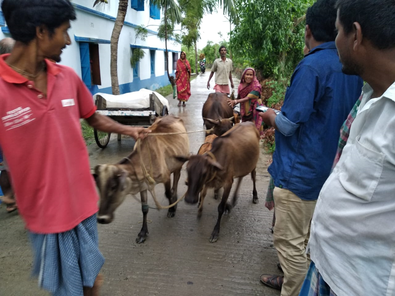 This photo shows villagers walking on the street taking their cattle with them to a safe location